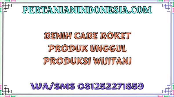 Benih Cabe Roket Produk Unggul Produksi Wijitani